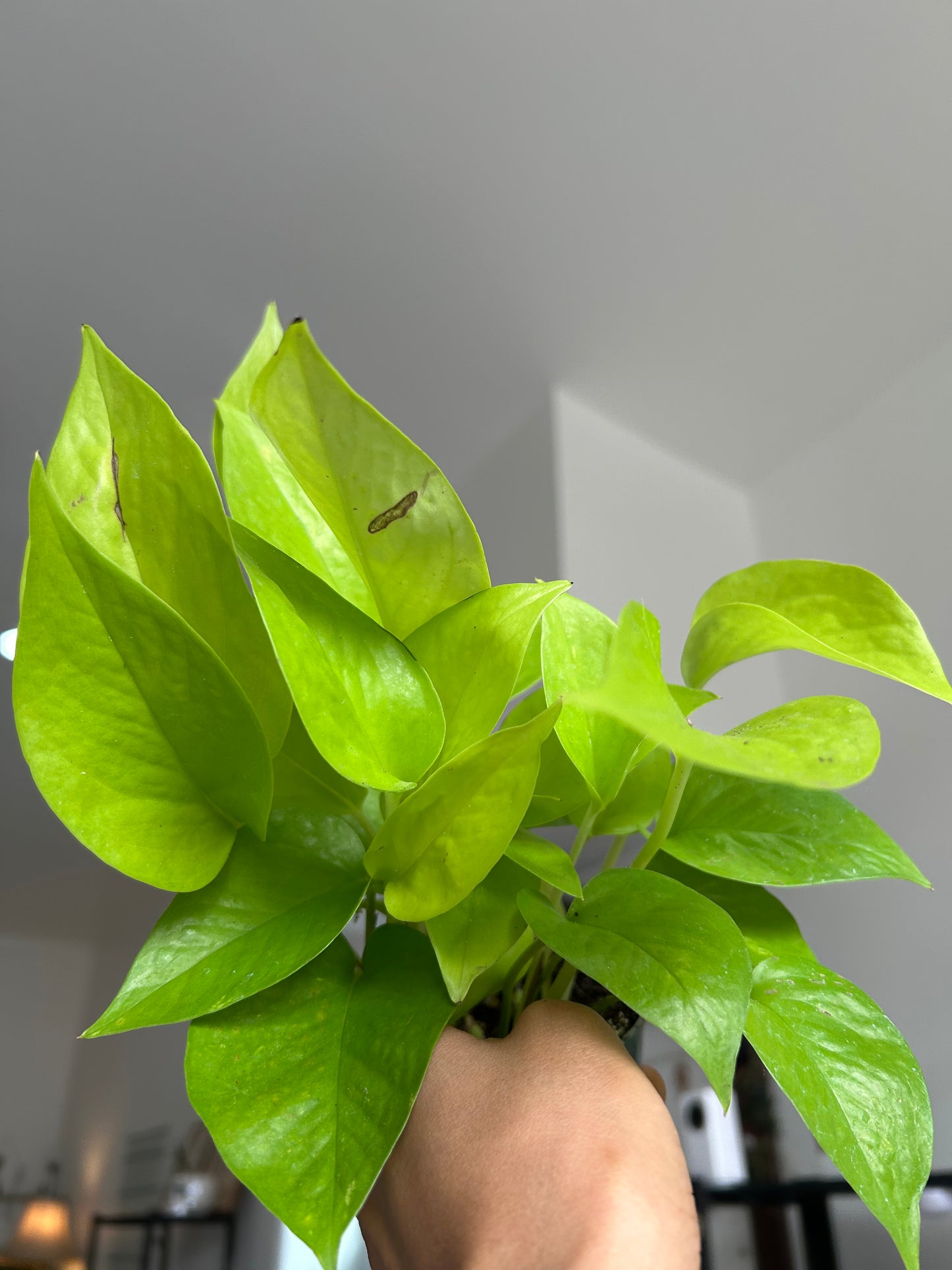 Neon Pothos