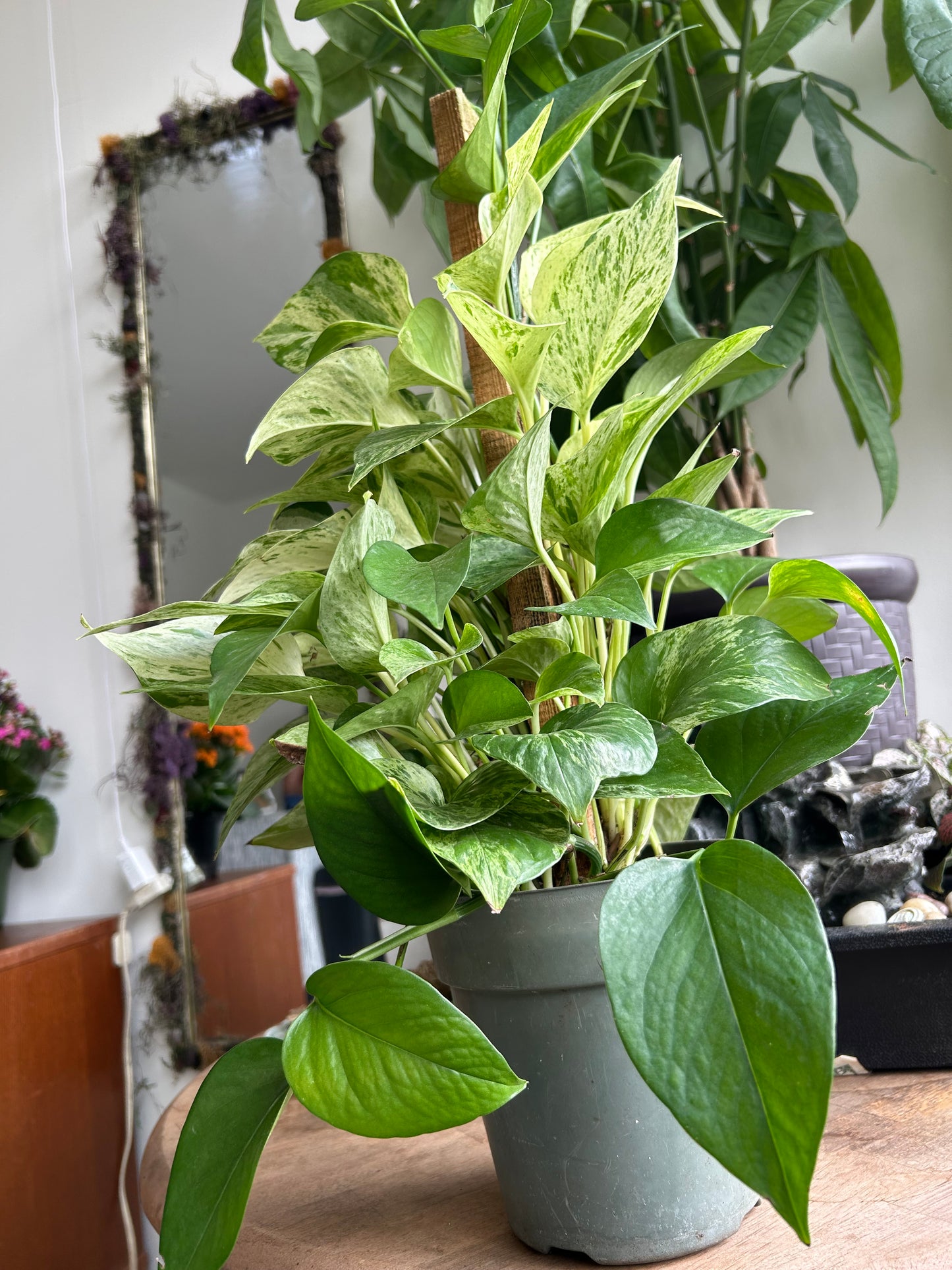 Marble Queen pothos