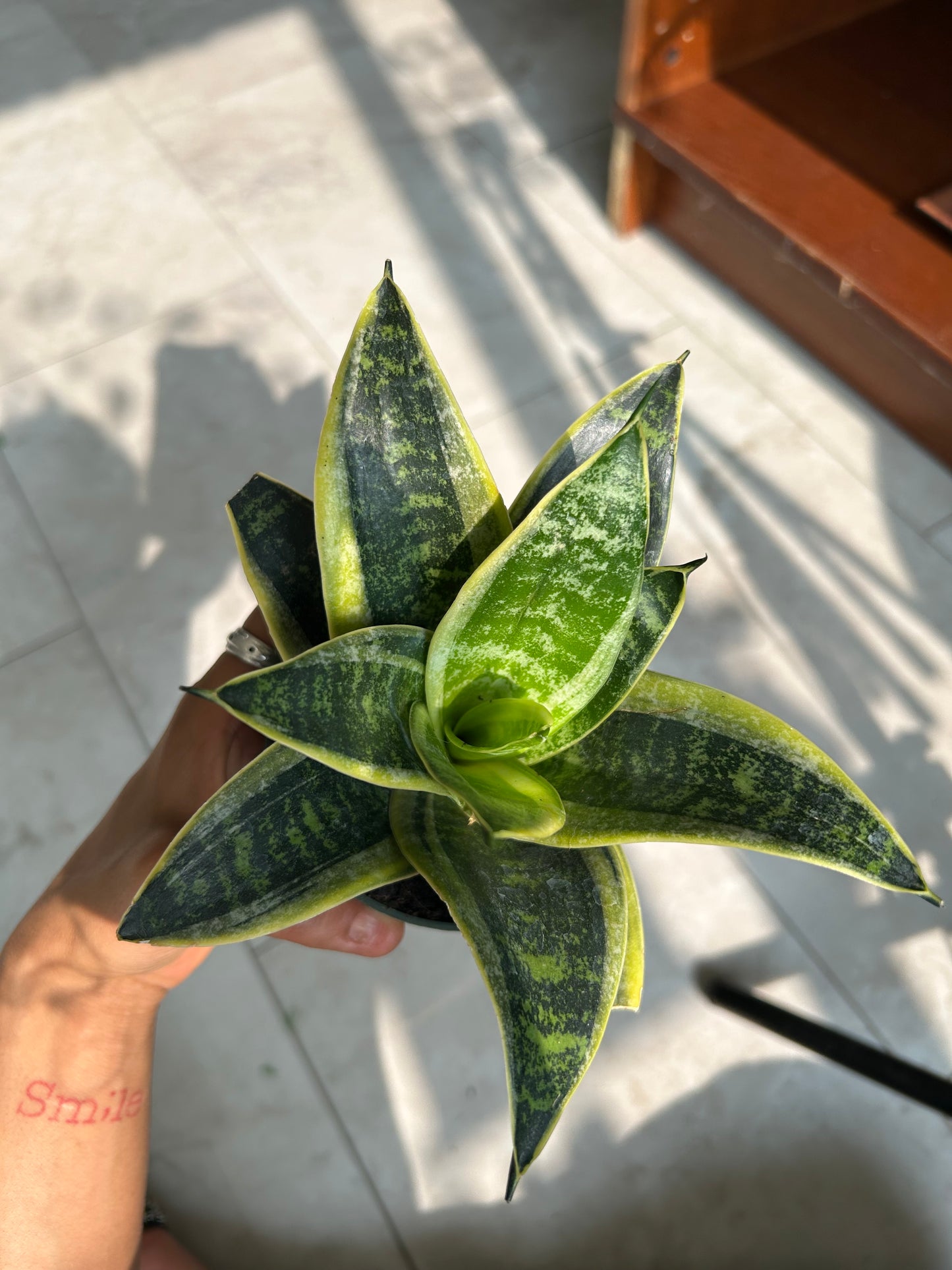 Yellow tongue plant