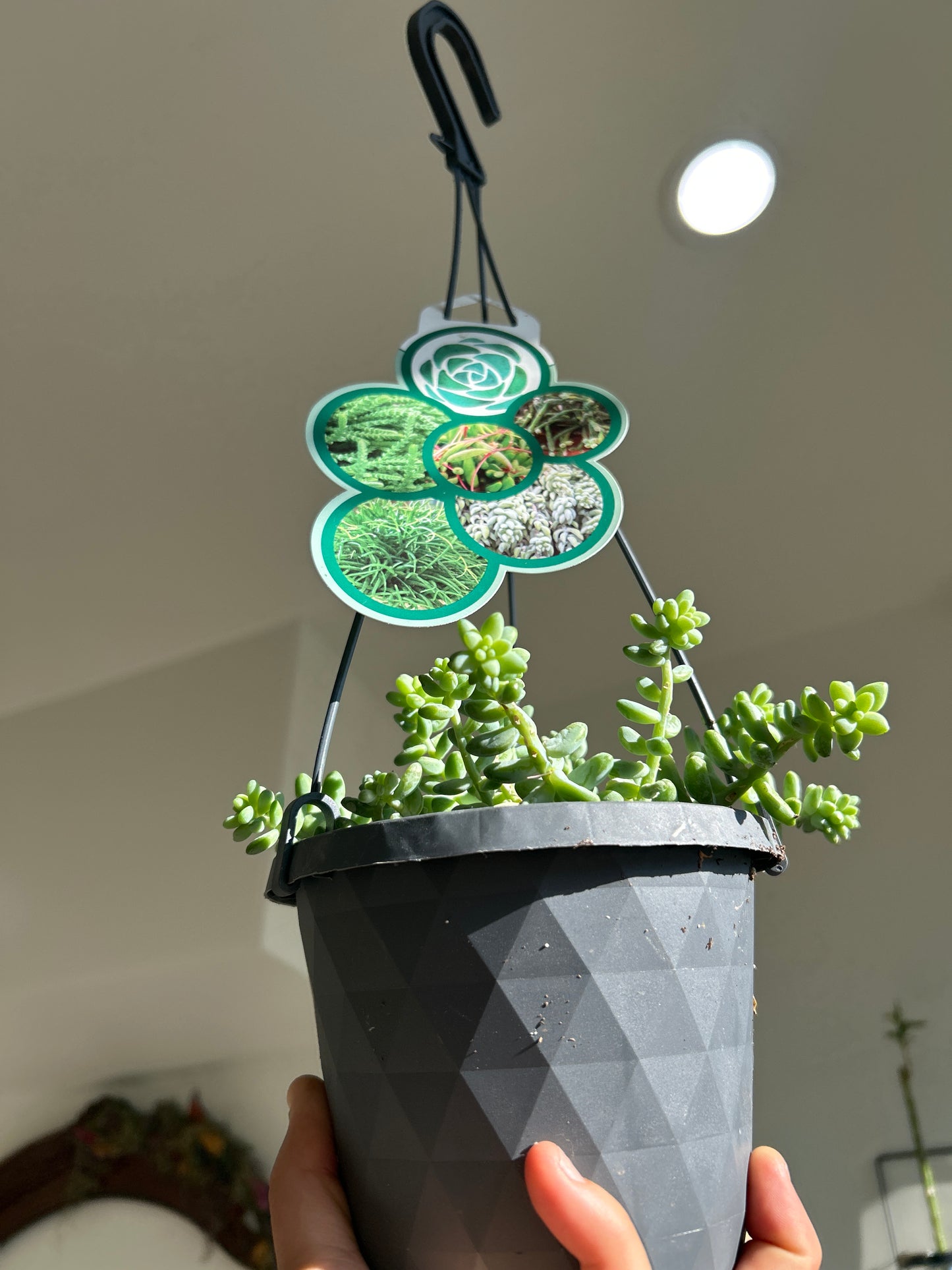 Succulent Hanging Basket – Easy Care Green Beauty
