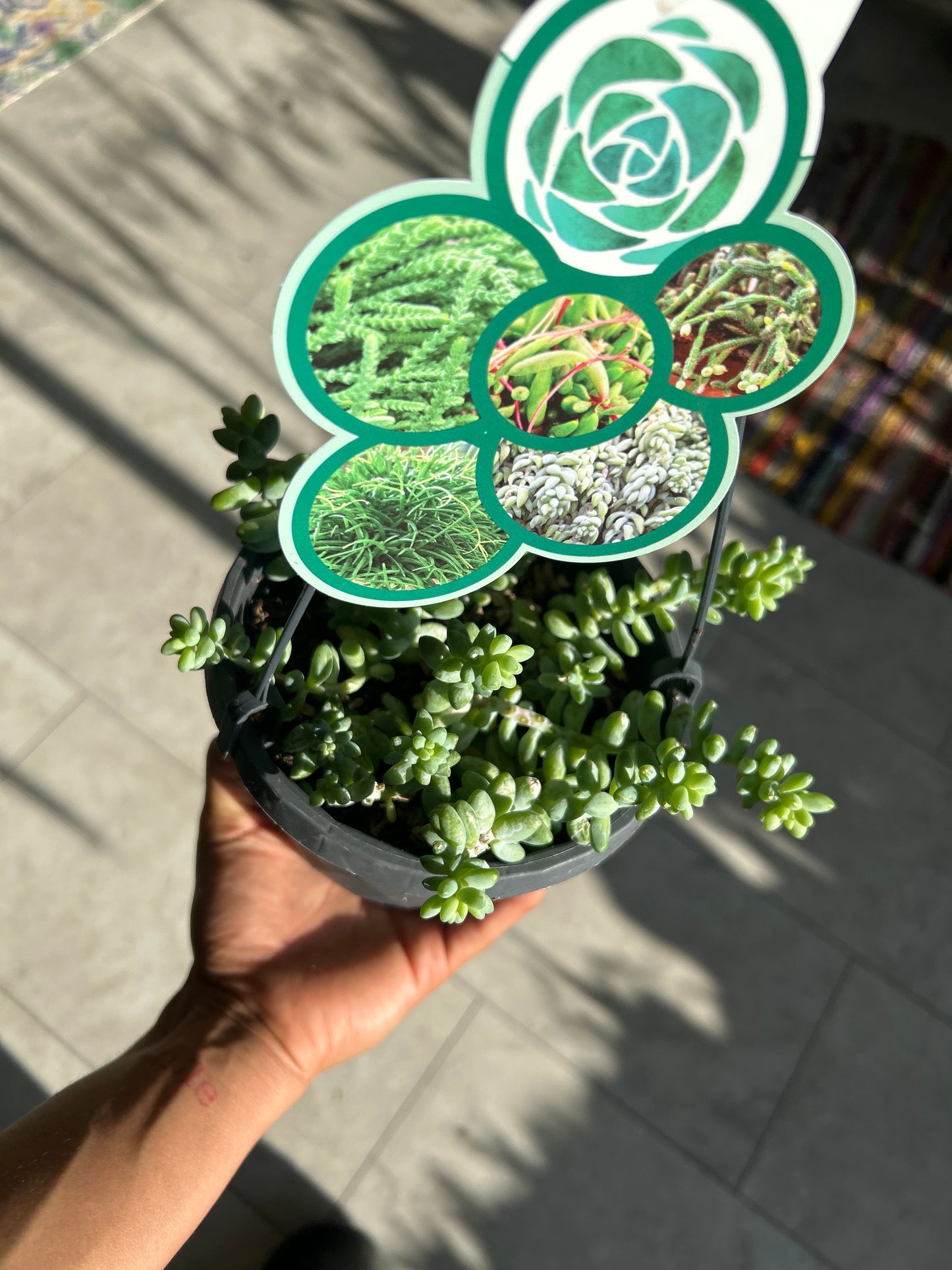 Succulent Hanging Basket – Easy Care Green Beauty