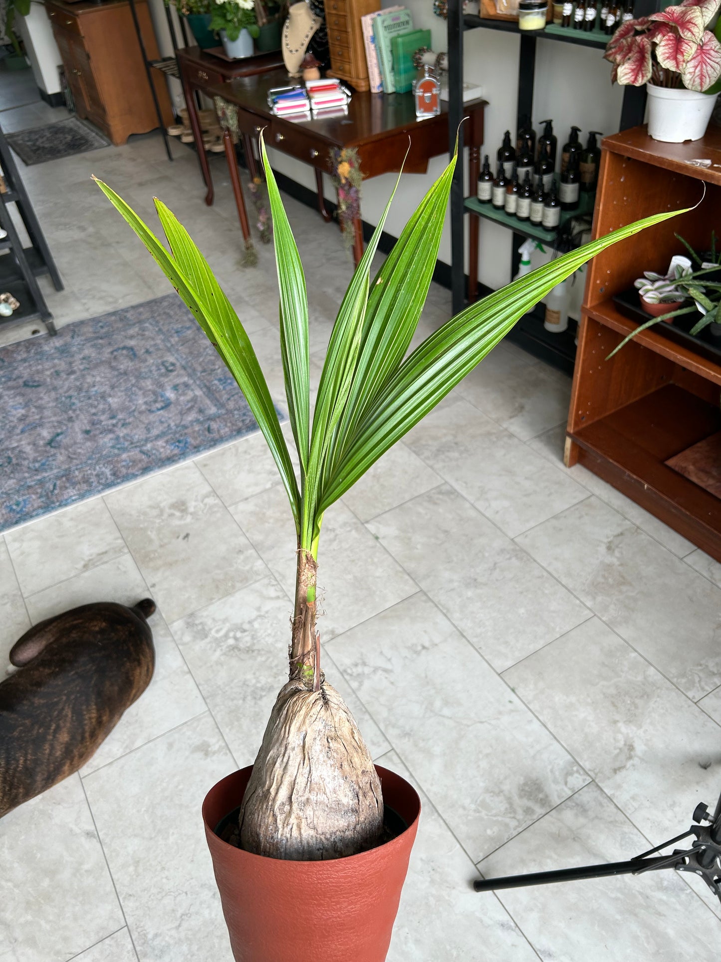 Coconut palm
