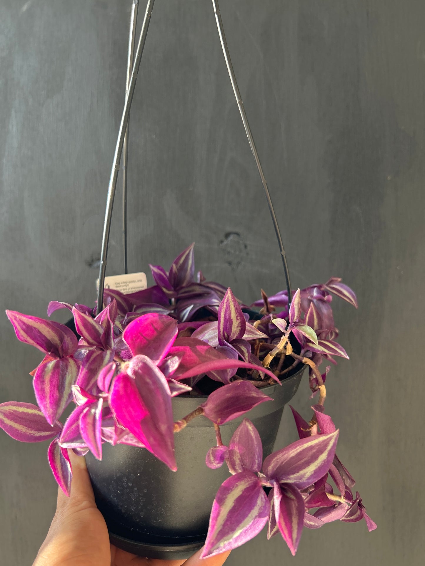 Tradescantia Zebrina Hanging Basket β Purple Wandering Plant