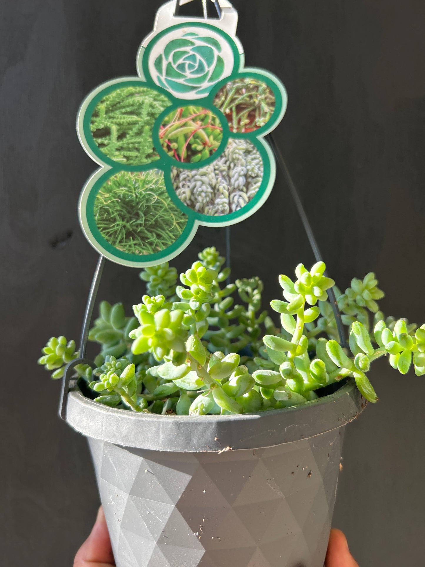 Succulent Hanging Basket – Easy Care Green Beauty