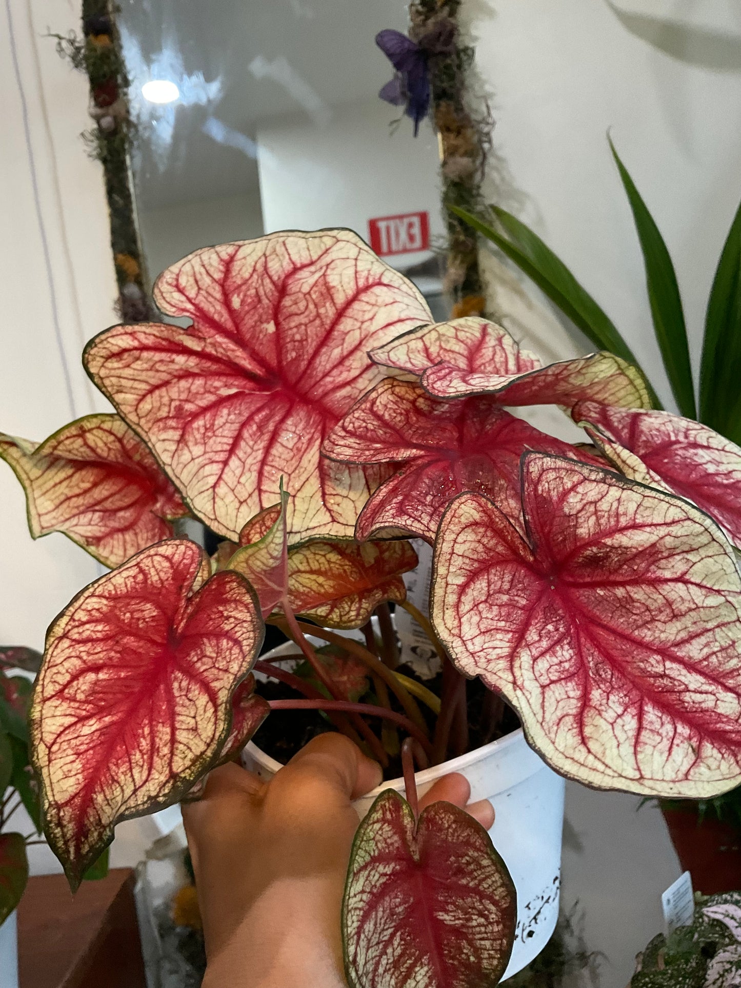 Sizzle Caladium