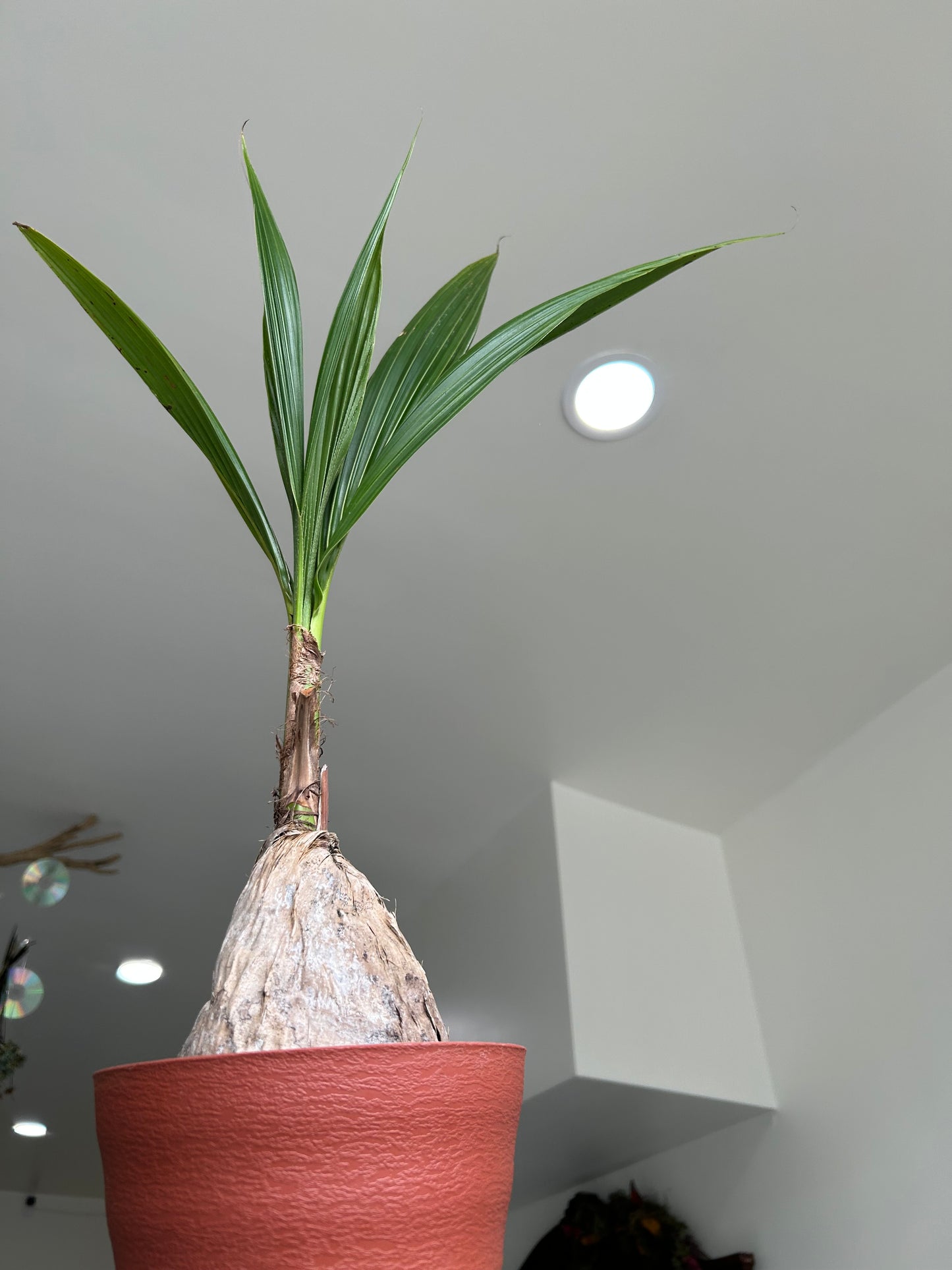 Coconut palm
