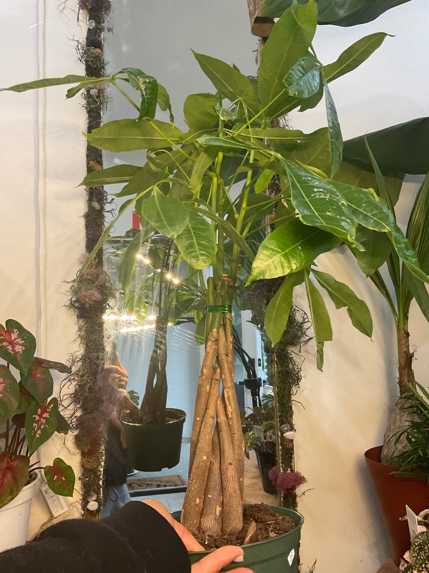 Money Tree