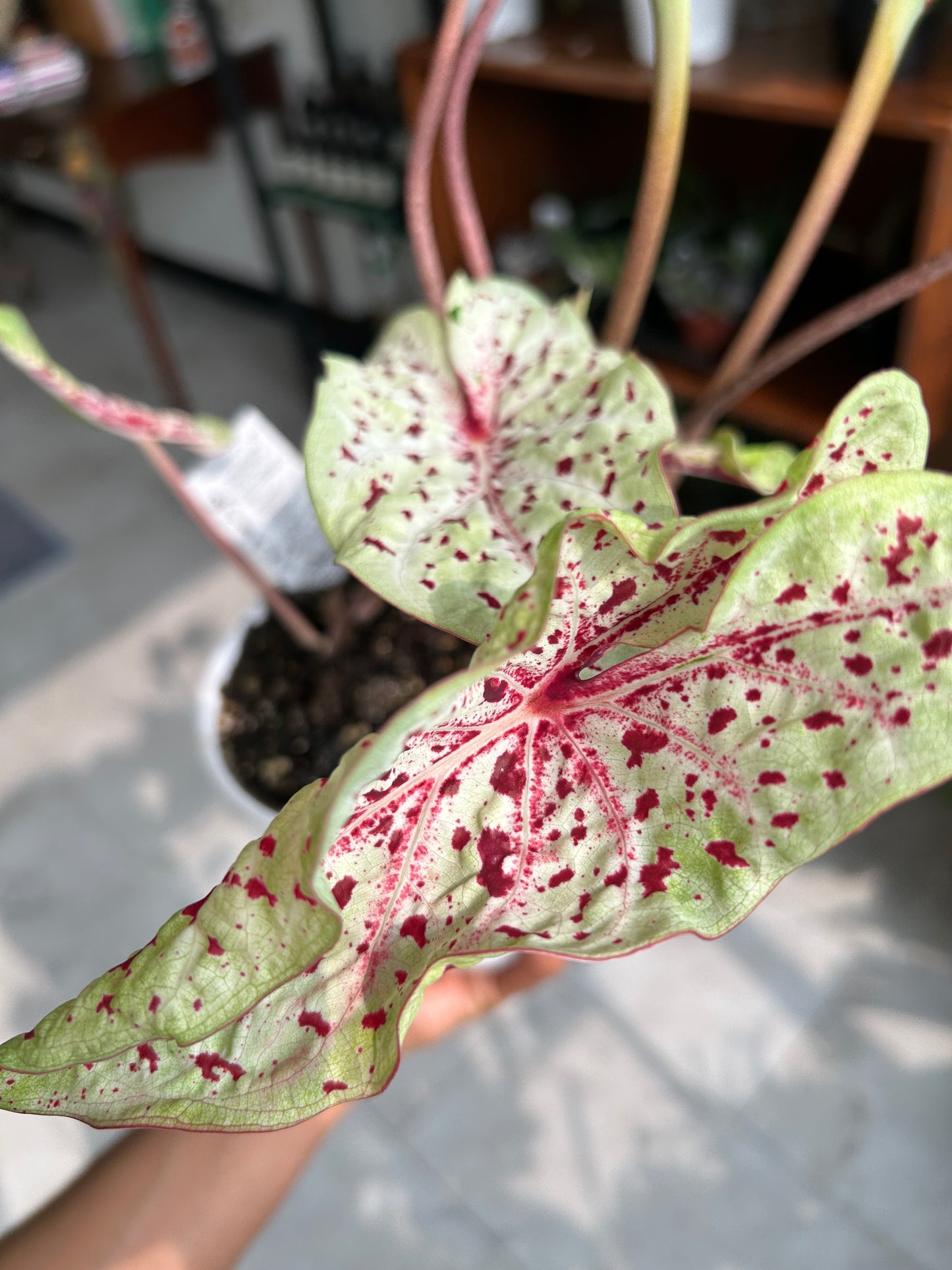 Miss Muffet Caladium