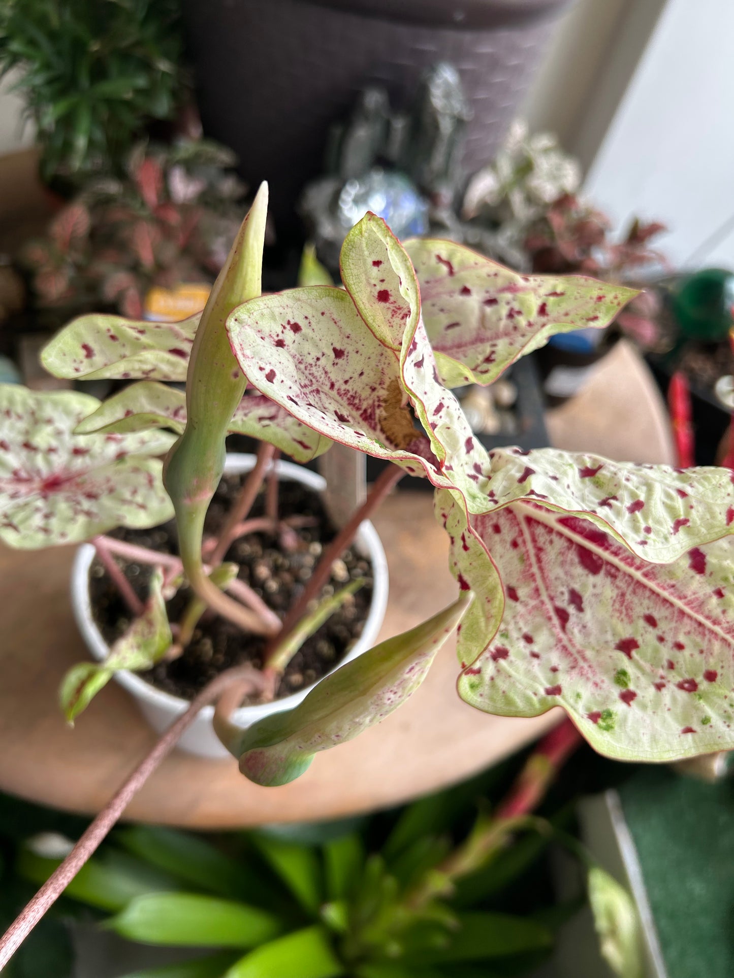 Miss Muffet Caladium