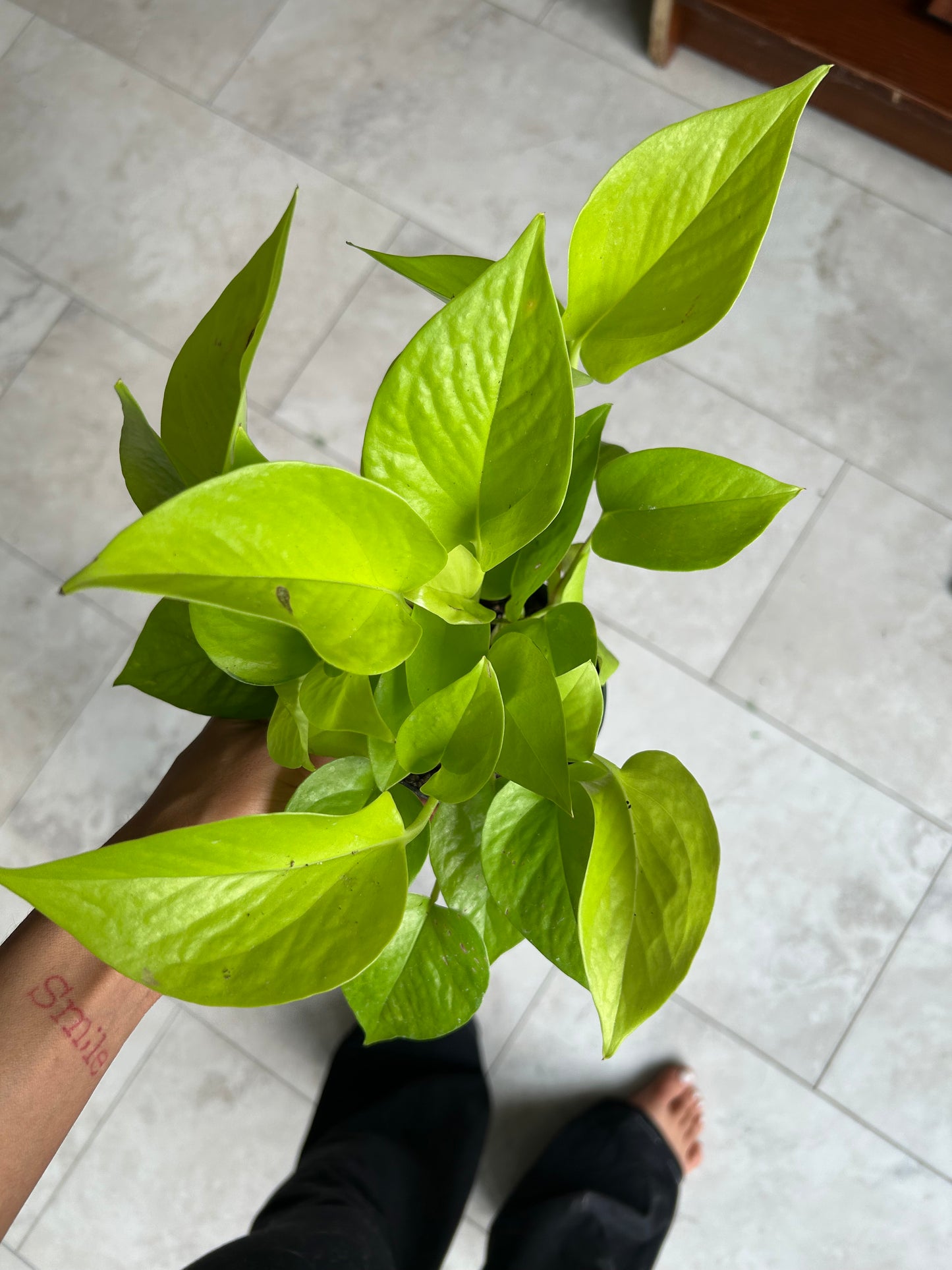 Neon Pothos