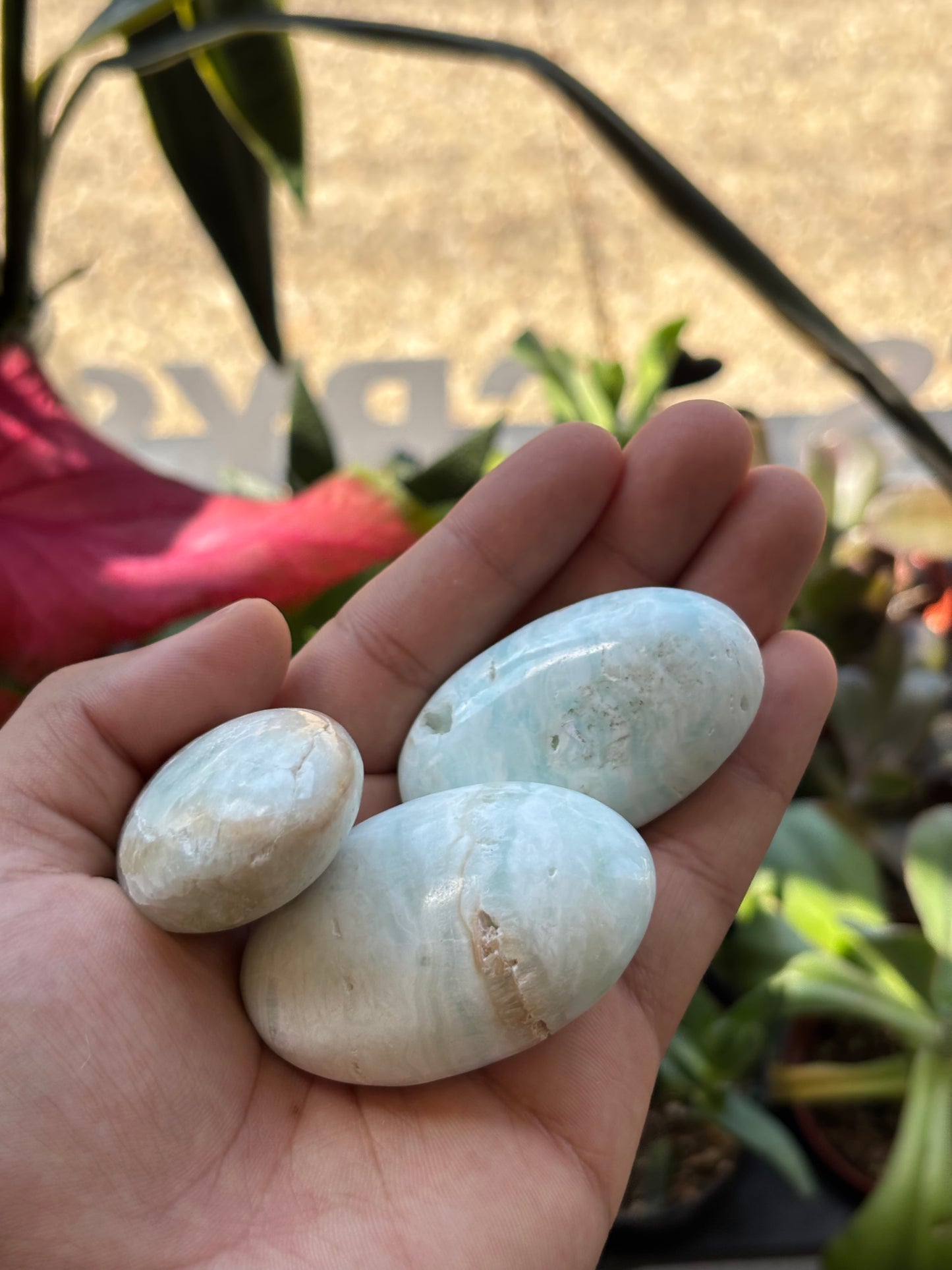 Caribbean Calcite Palm Stone – 2 to 2.5”