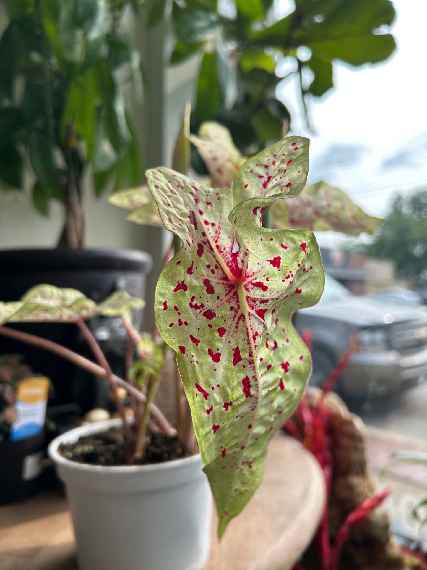 Miss Muffet Caladium