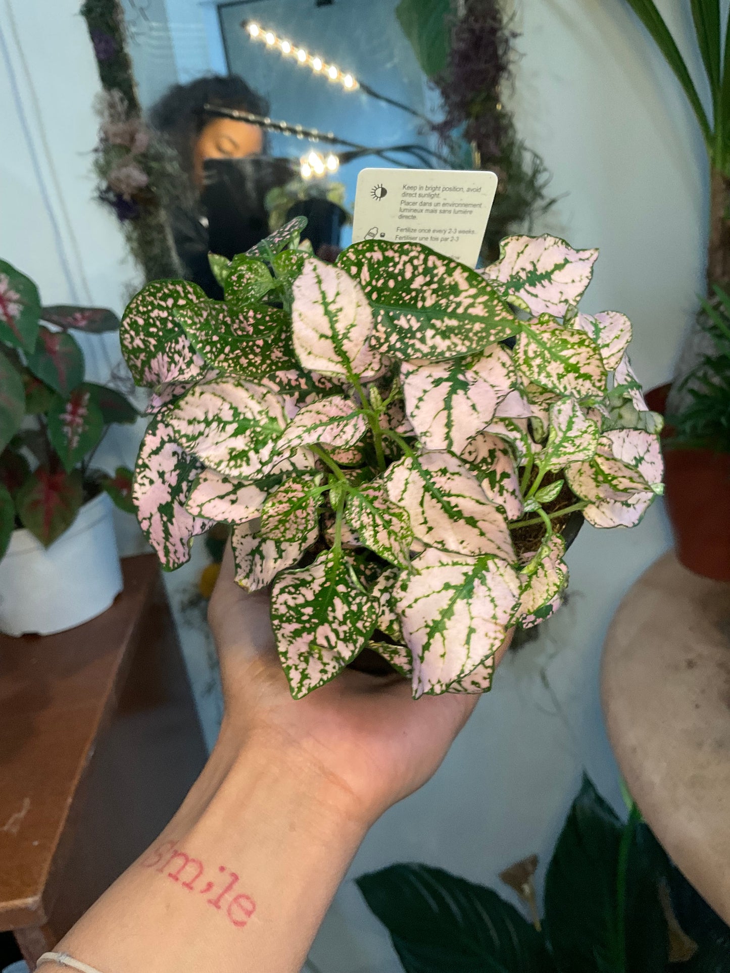 Pink Polka Dot plant