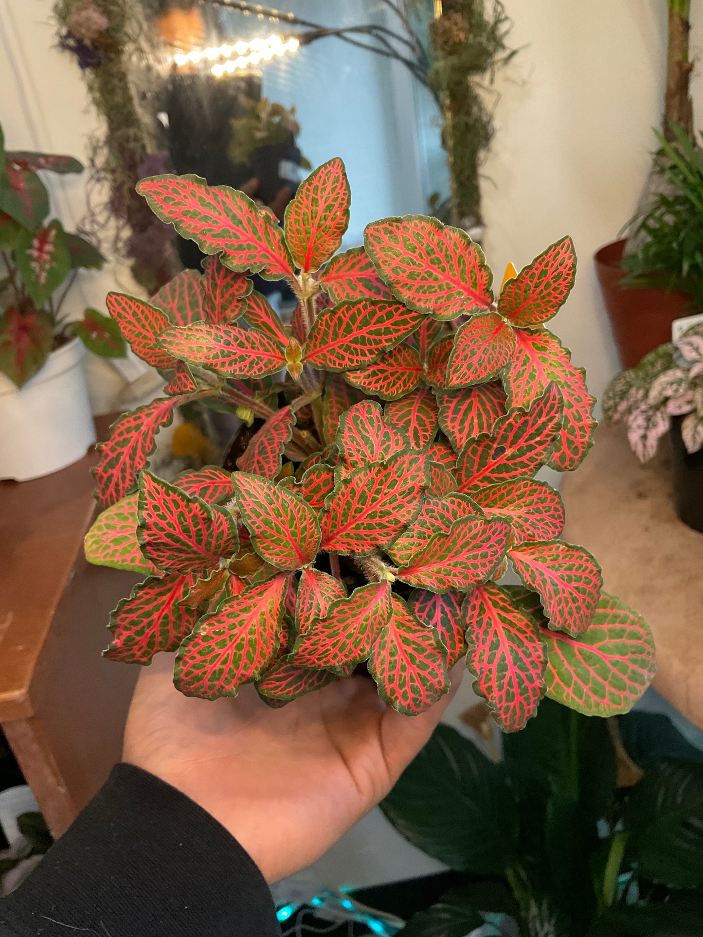 Ruby Red Fittonia