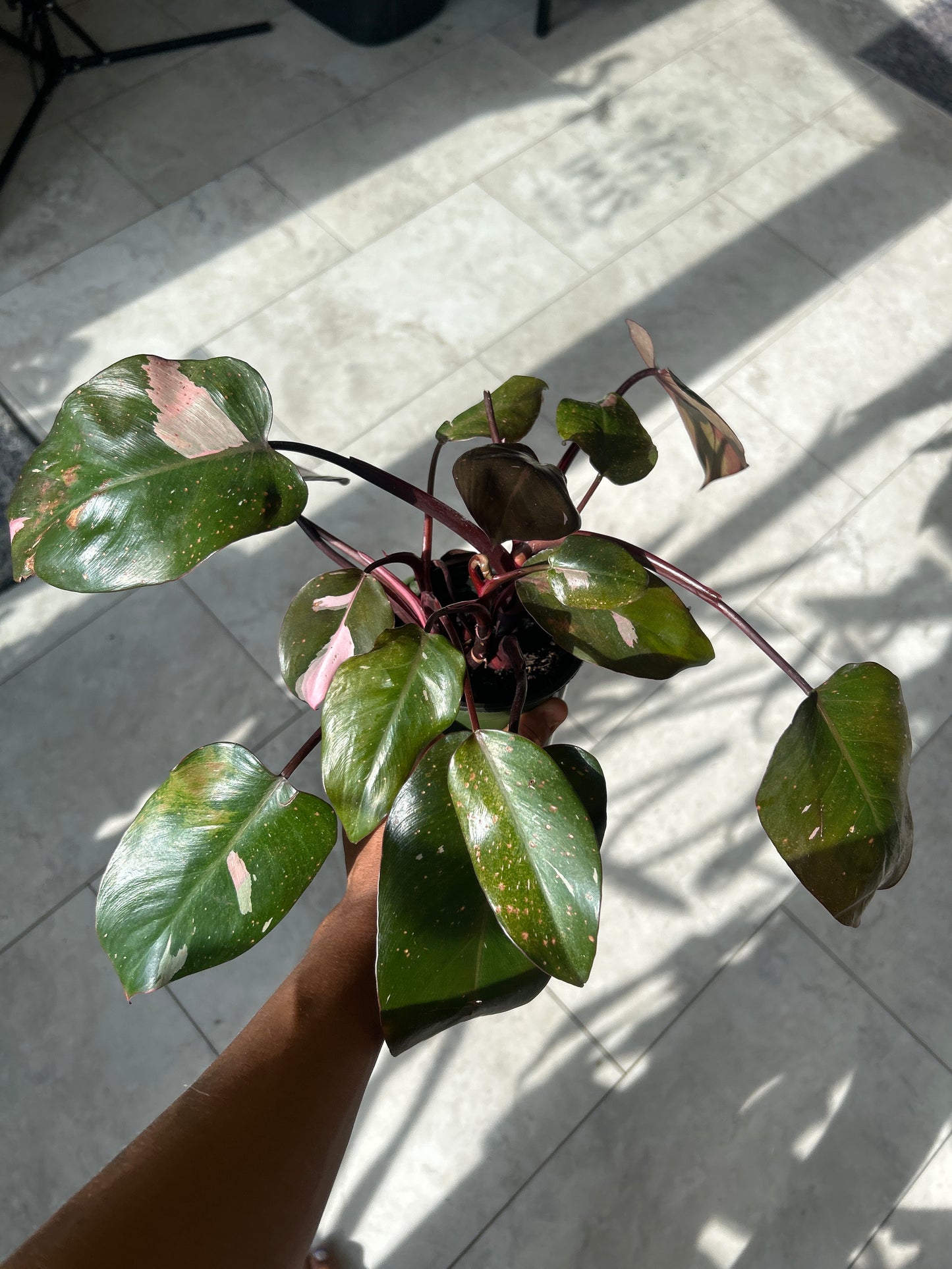 Pink Princess Philodendron โ 4โ Pot ๐ธ๐ฟ