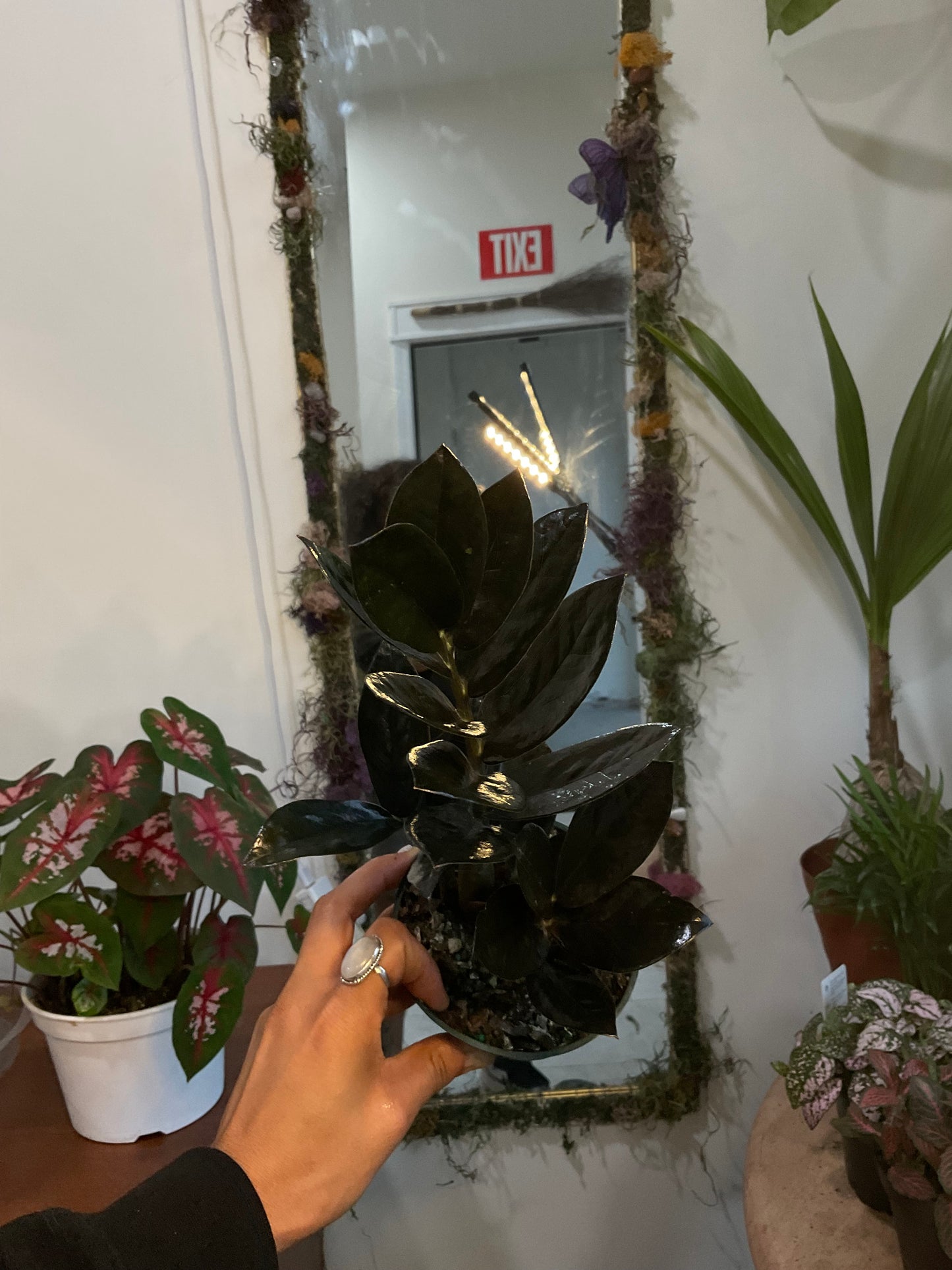 Raven ZZ Plant