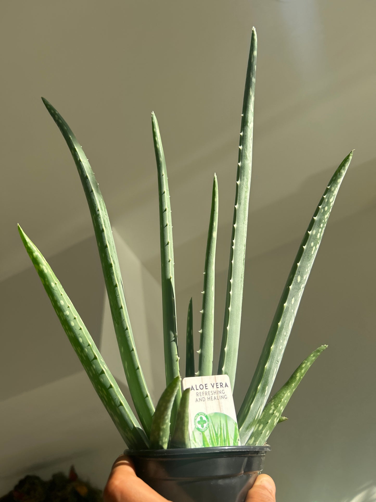Aloe Vera — 4” Pot