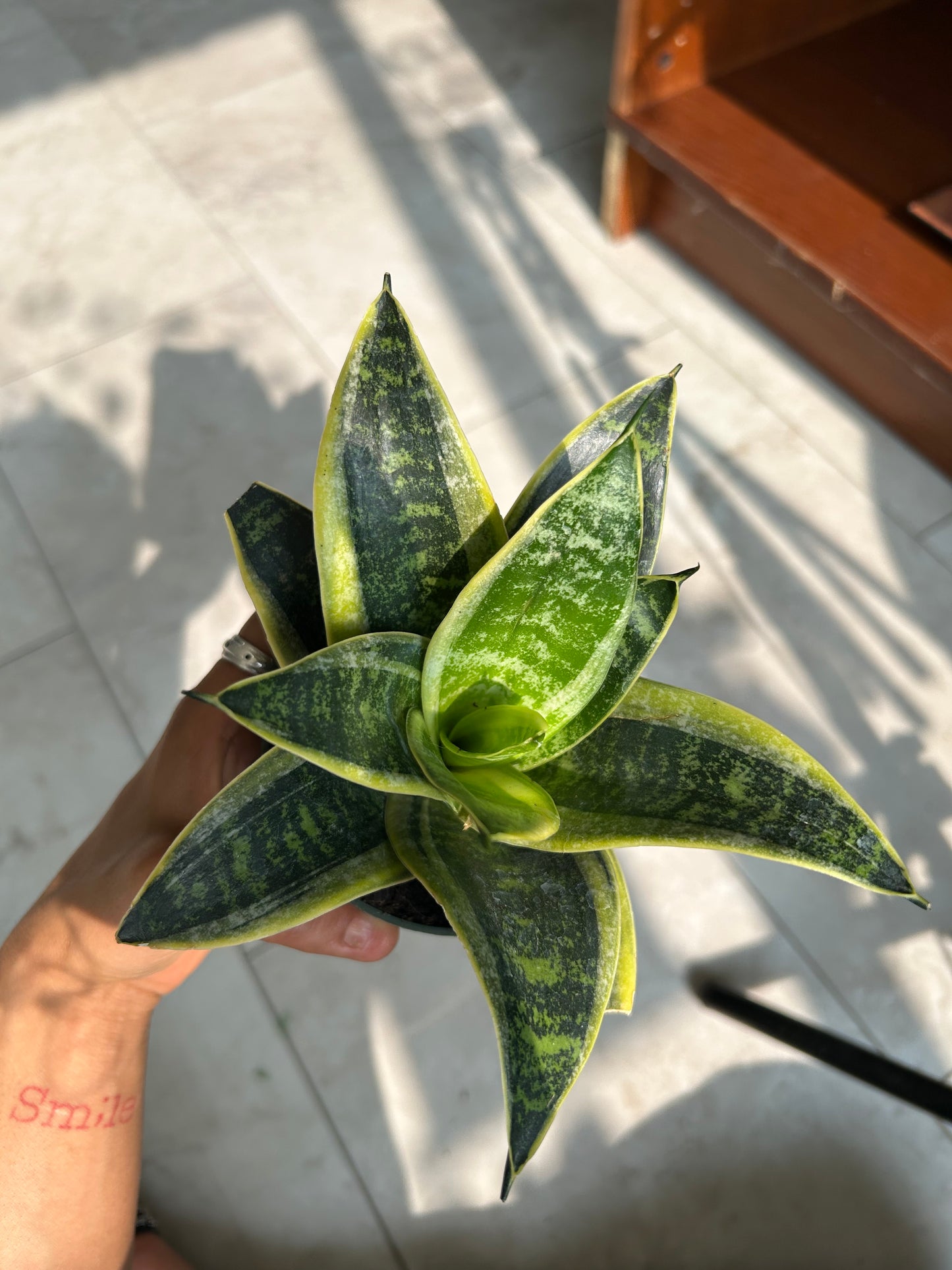 Yellow tongue plant