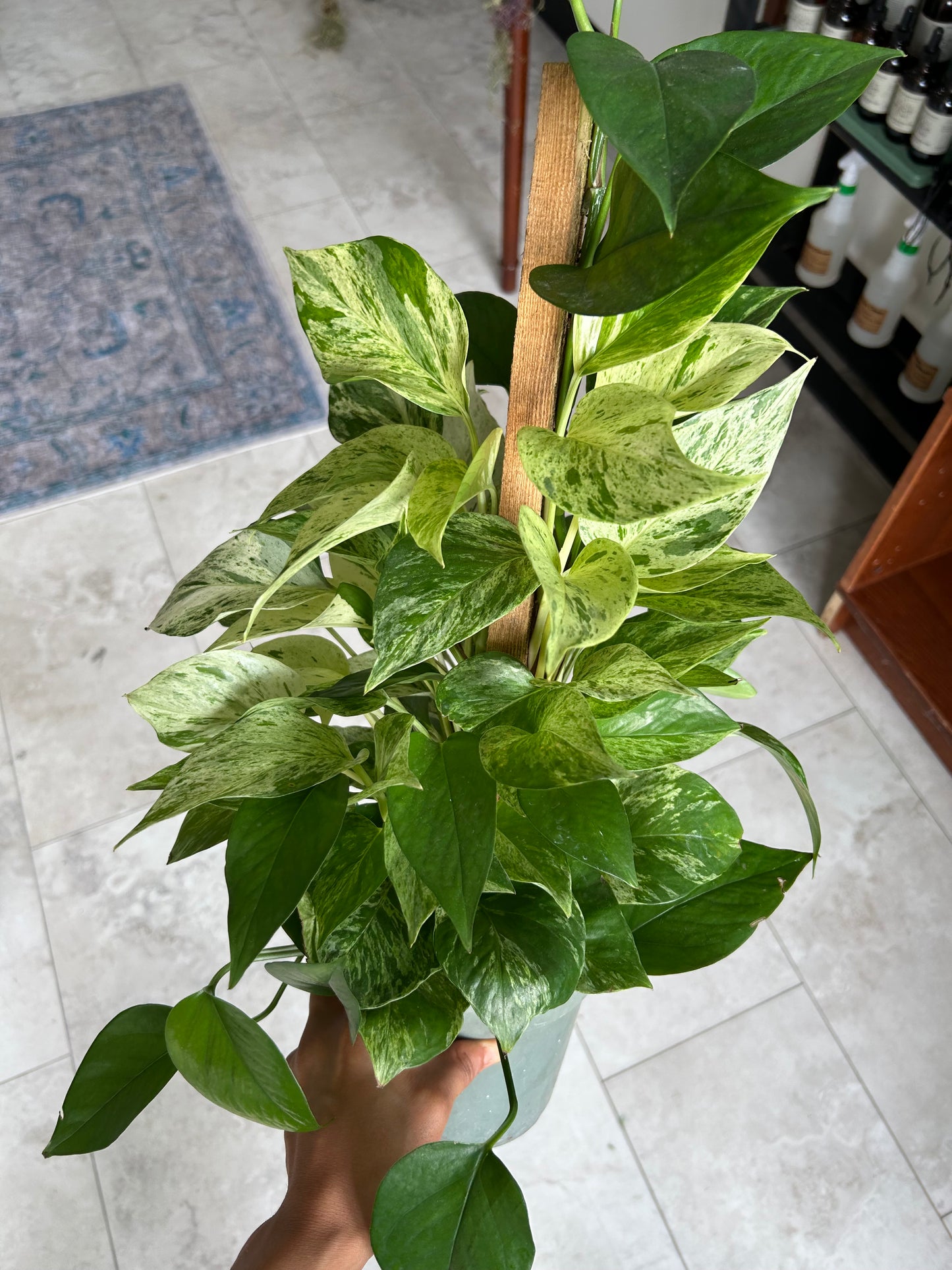 Marble Queen pothos
