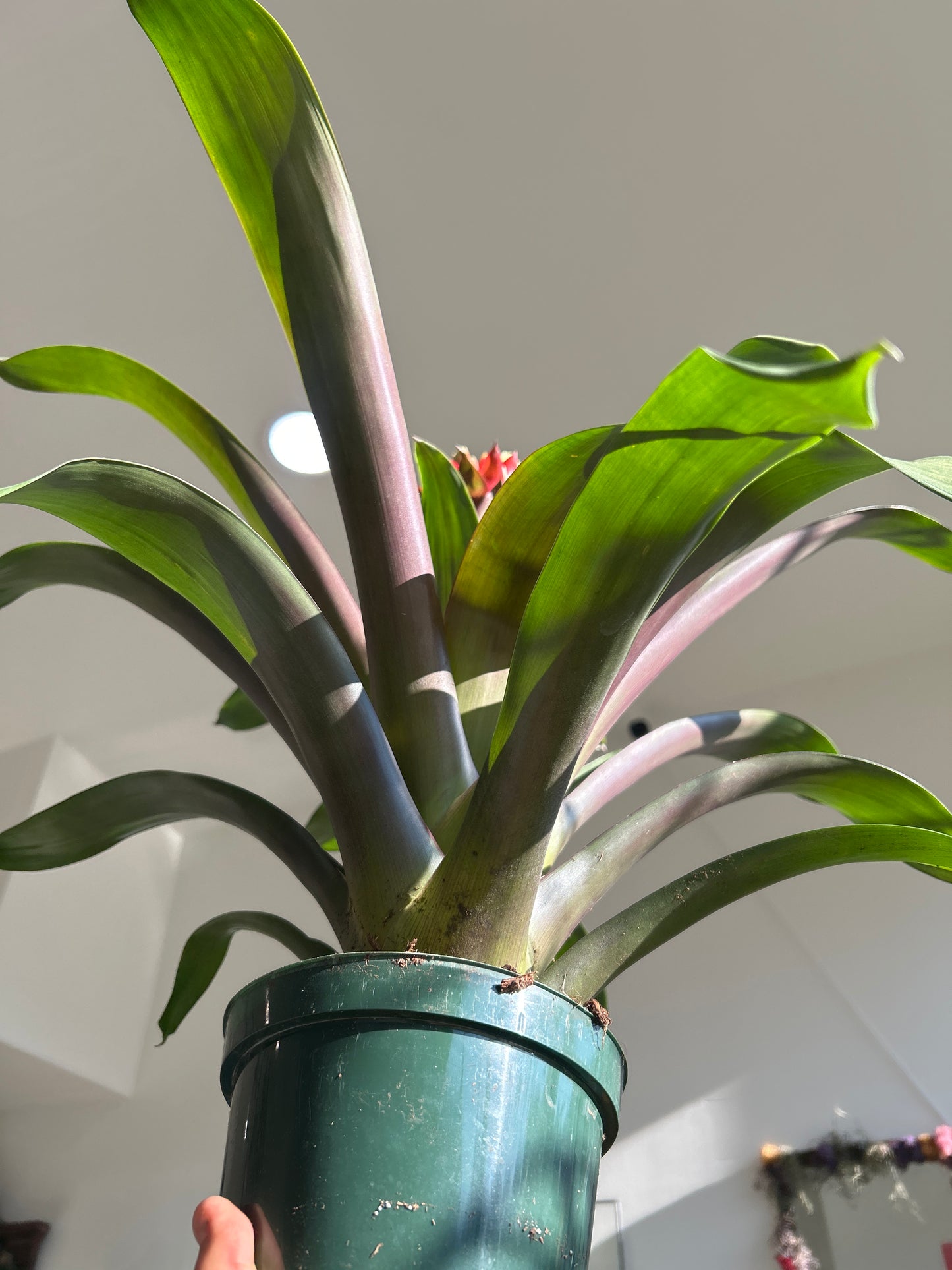 Bromeliad Guzmania