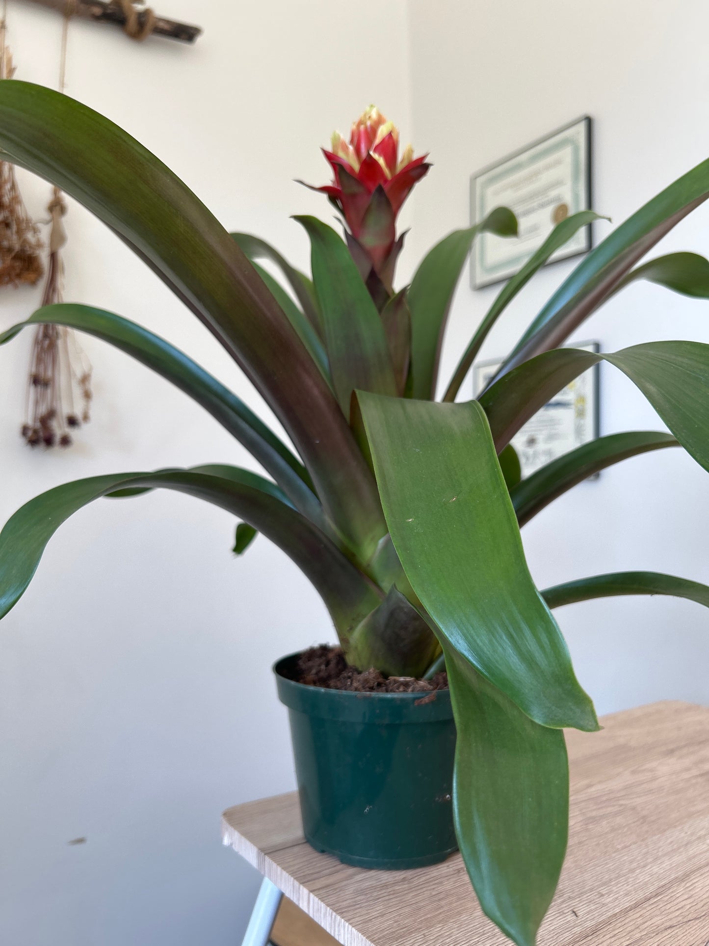 Bromeliad Guzmania