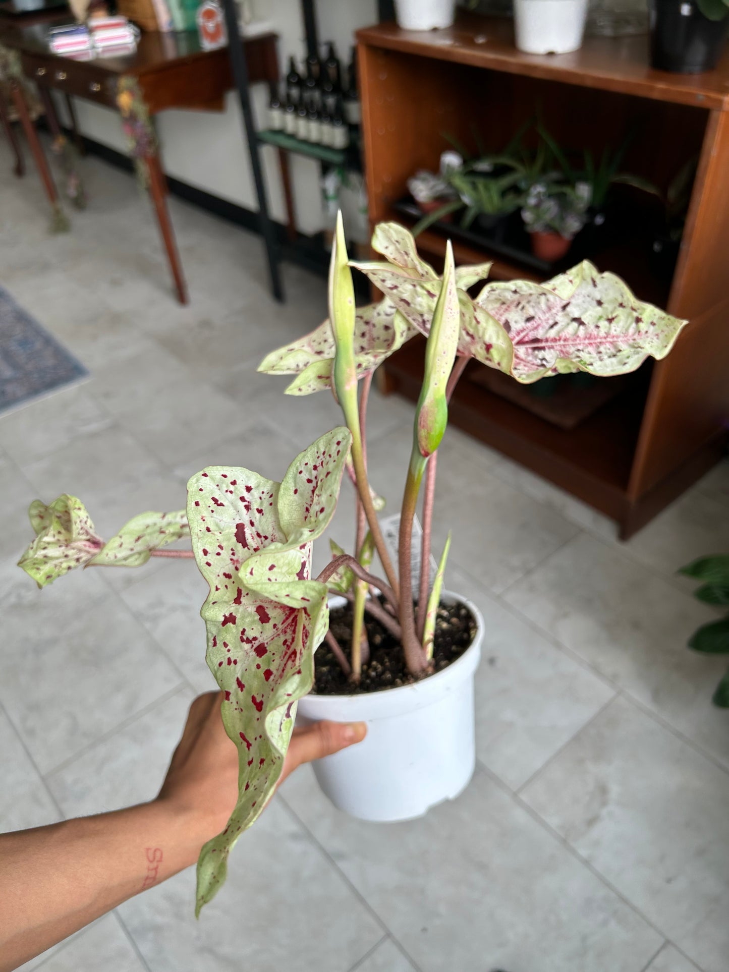 Miss Muffet Caladium