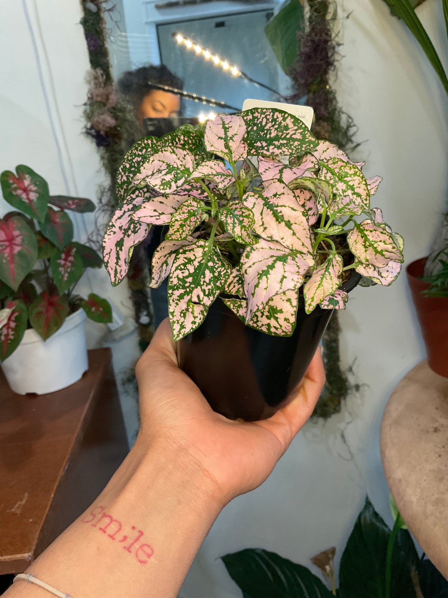 Pink Polka Dot plant