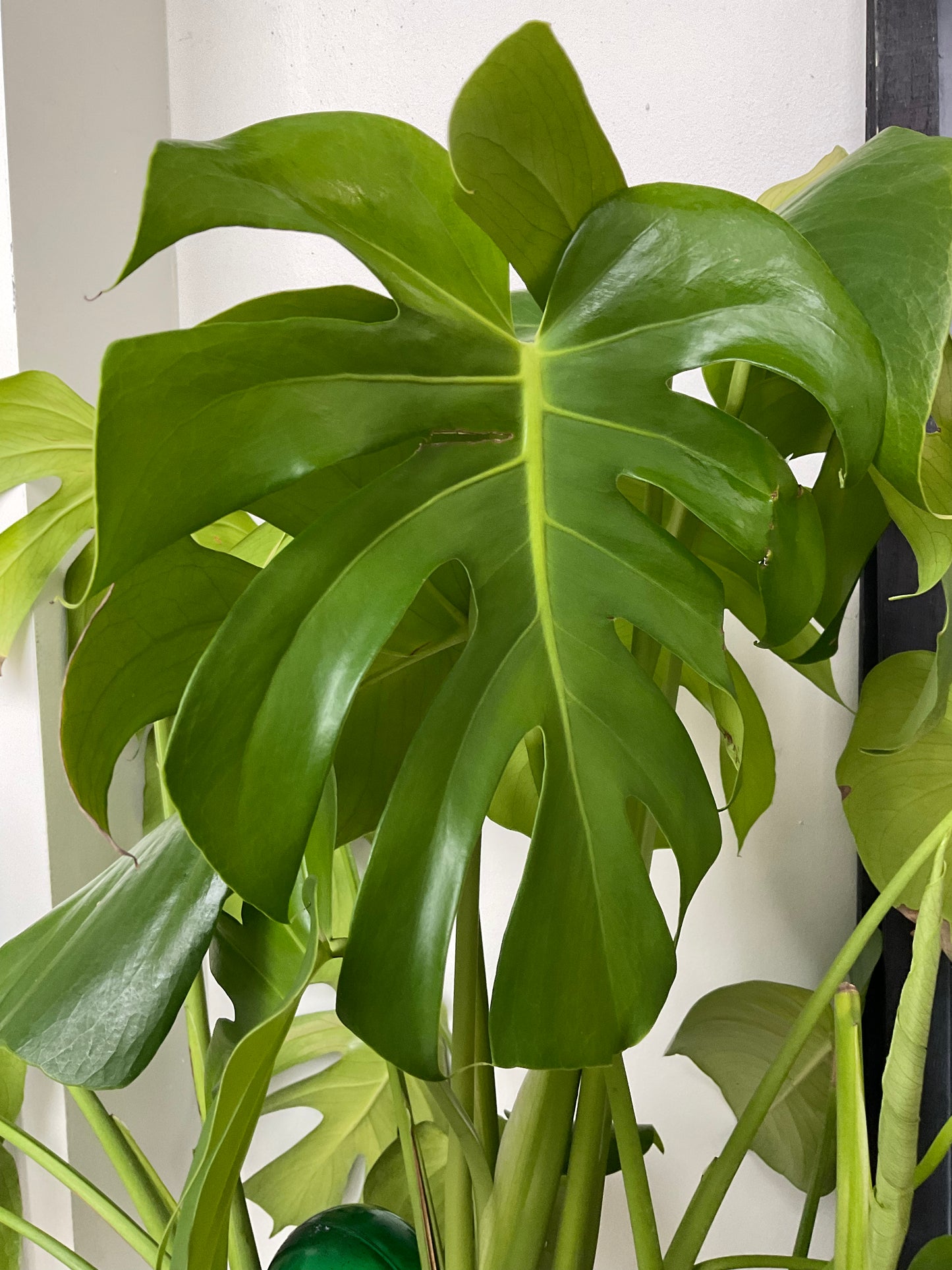 Big Monstera 10 inch pot