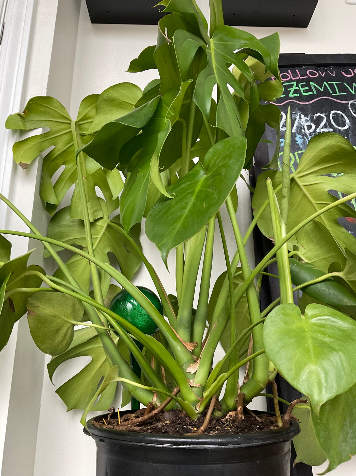 Big Monstera 10 inch pot