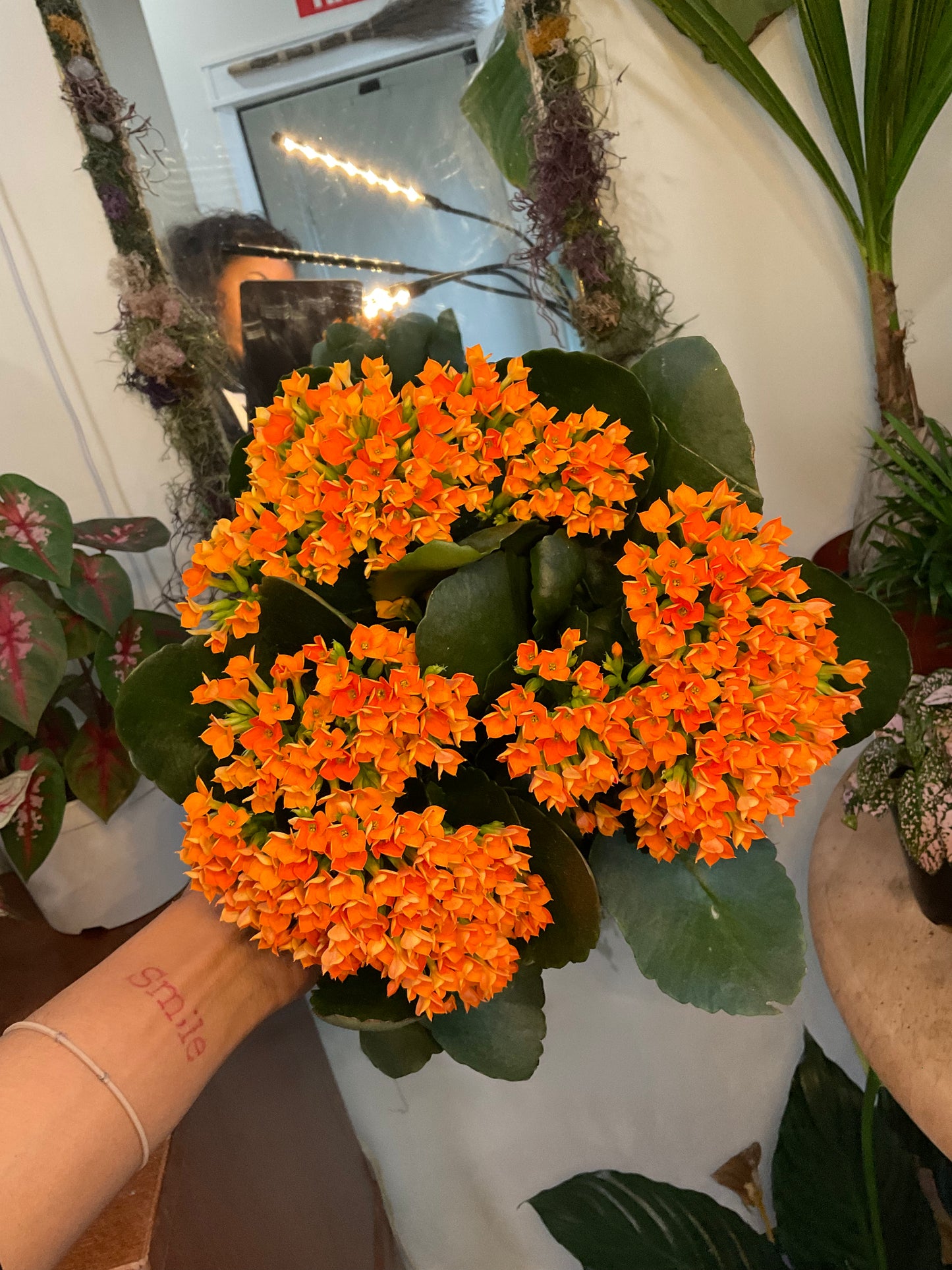 Orange Kalanchoe
