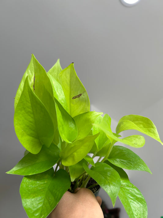 Neon Pothos