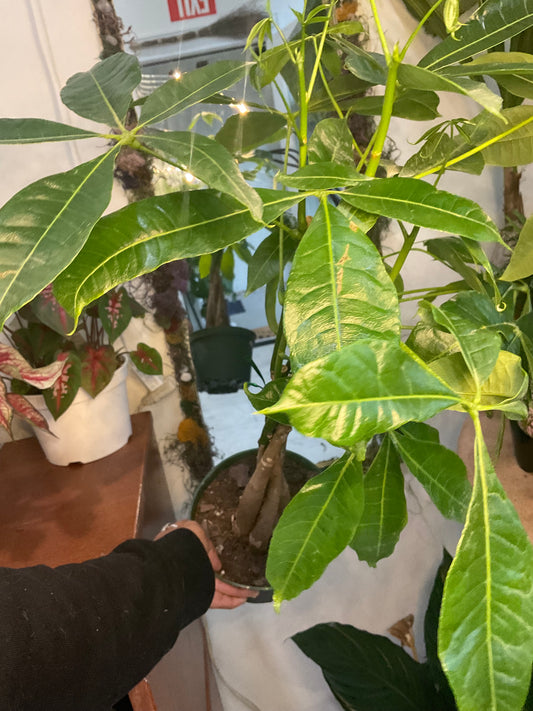 Money Tree