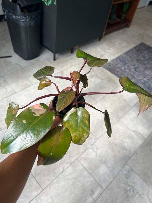 Pink Princess Philodendron – 4” Pot 🌸🌿