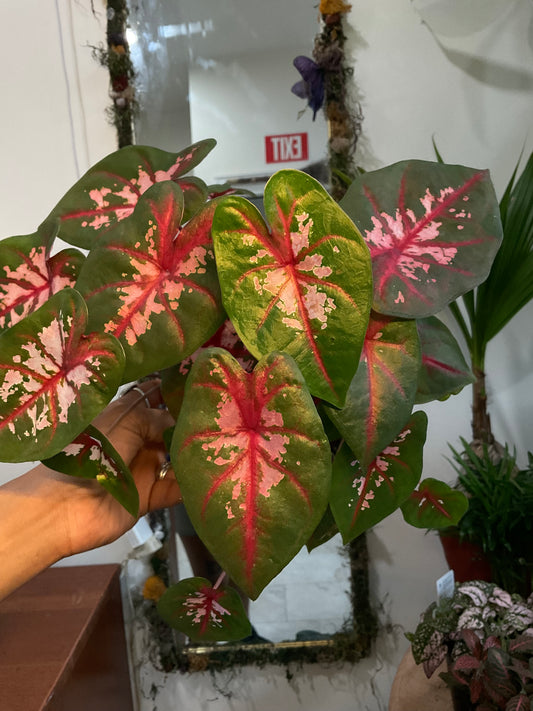 Caladium Carolyn Whorton
