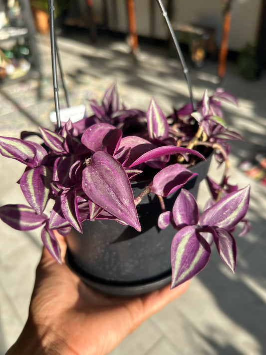 Tradescantia Zebrina Hanging Basket – Purple Wandering Plant