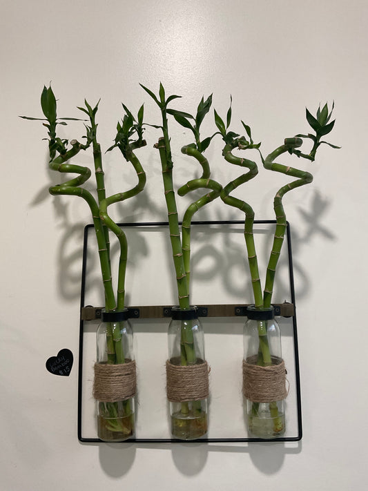 Lucky Bamboo Stick