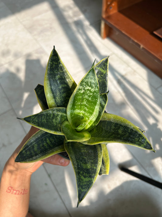 Yellow tongue plant