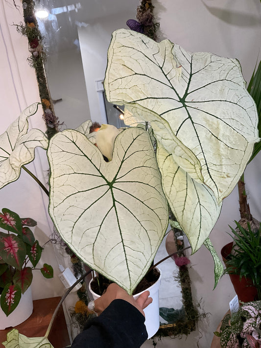 Albino Caladium