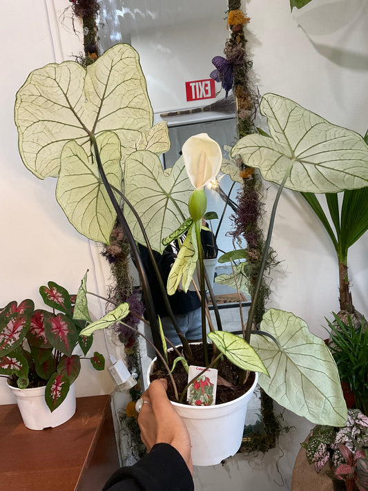 Albino Caladium