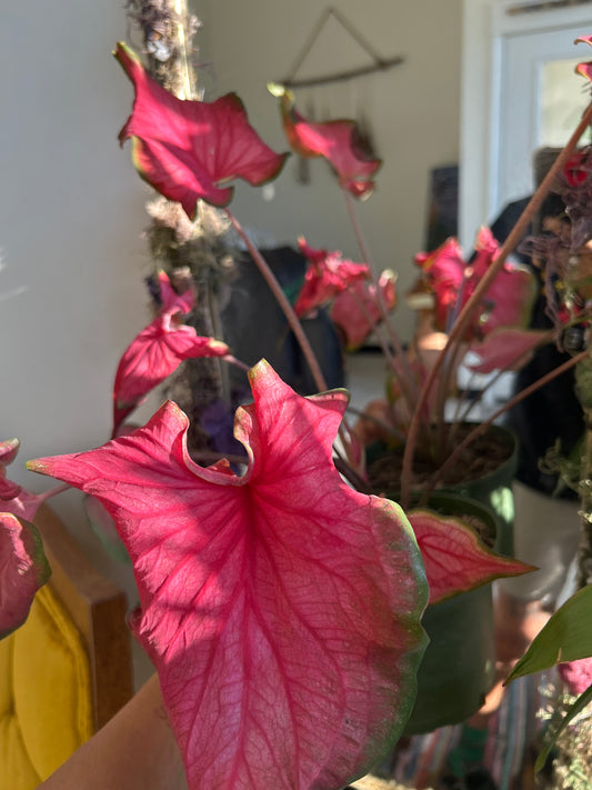 Fairy Tale Princess Caladium – 6” Pot