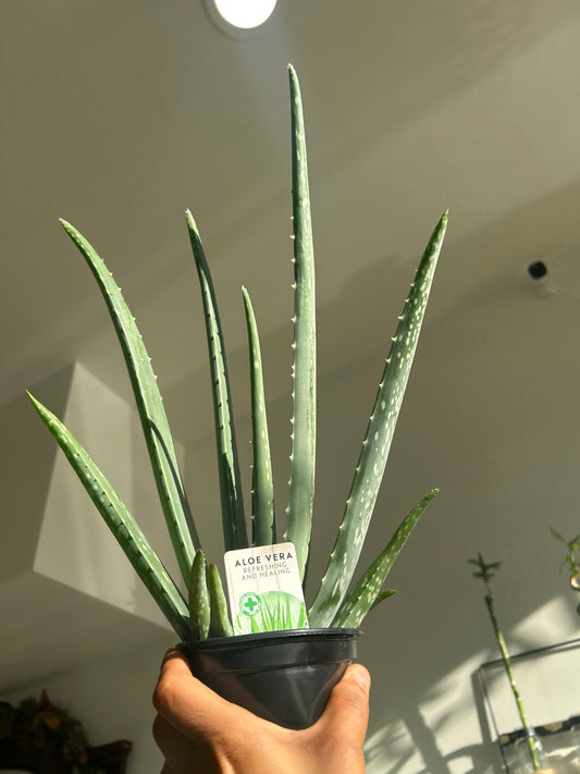 Aloe Vera — 4” Pot