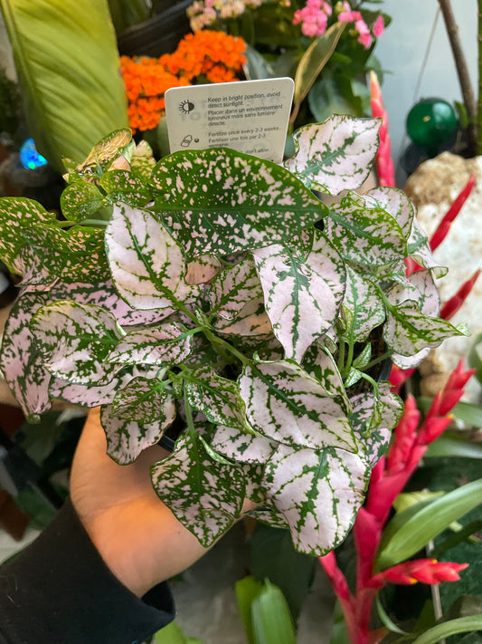 Pink Polka Dot plant