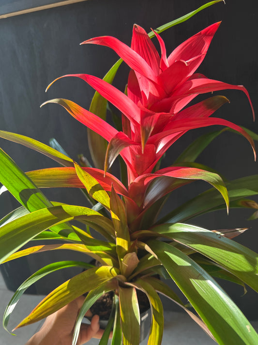 Red Guzmania Bromeliad – Tropical Statement Plant