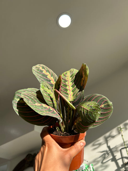 Prayer Plant (Maranta leuconeura) – 4” Pot