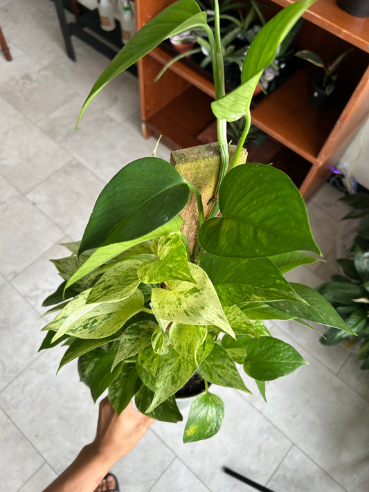 Marble Queen pothos