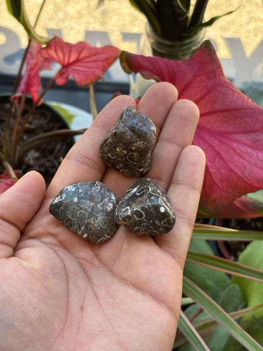 Leopard Jasper Tumble