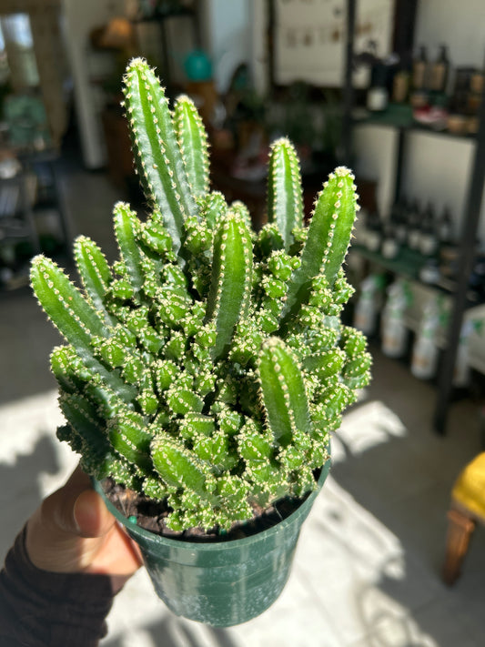 Fairy Castle Cactus (Acanthocereus tetragonus) — 4” Pot