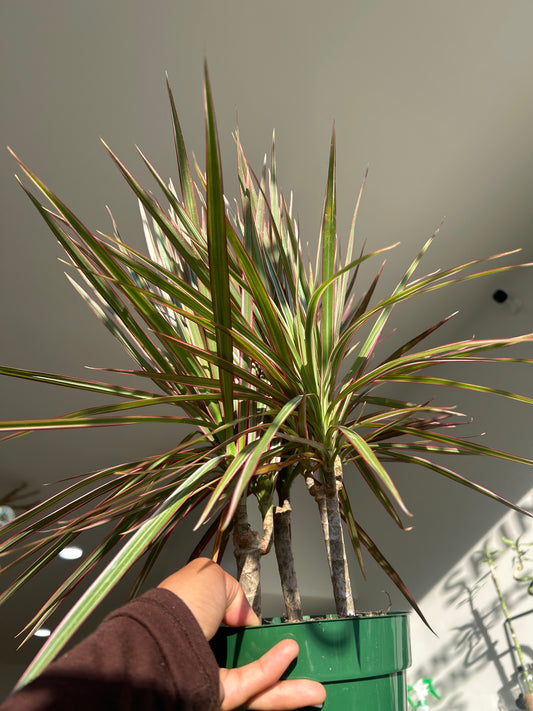 Candy Cane Palm – 6” Pot