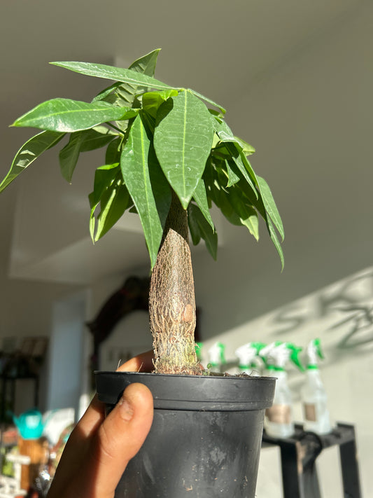 Baby Money Tree (Pachira aquatica) – 3” Pot