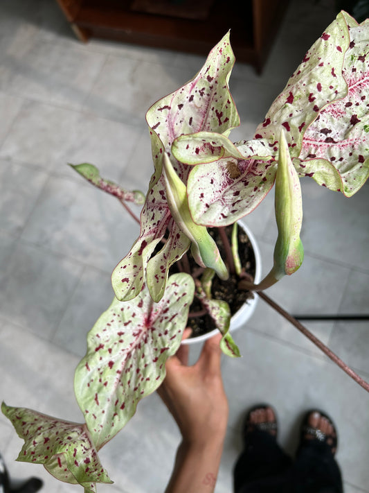 Miss Muffet Caladium